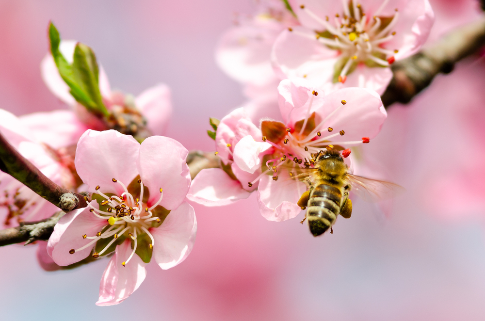 Obrázek Des causes des problèmes dans la nature aux conséquences pour votre apiculture.