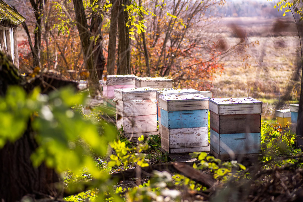 Obrázek Calendrier - octobre 24
