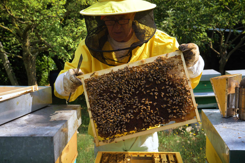 Obrázek Calendrier apicole - avril 2024