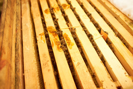 Obrázek Une ruche horizontale n'est pas comme une autre