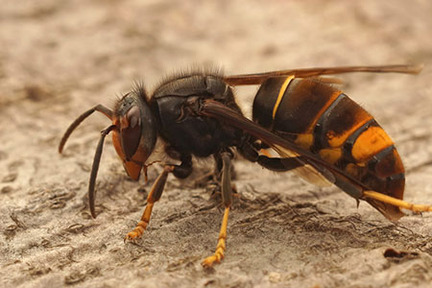 Obrázek Le frelon asiatique : Une menace invasive pour l'apiculture