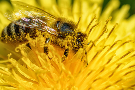 Obrázek Les abeilles ont une grande concurrence dans la pollinisation