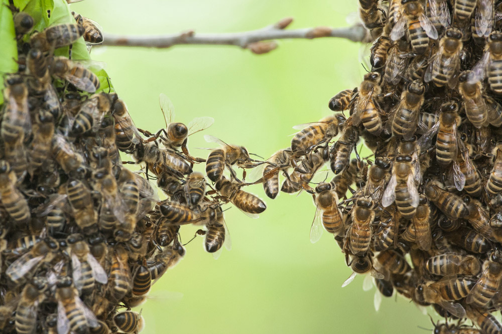 Obrázek Apiculture sans essaimage