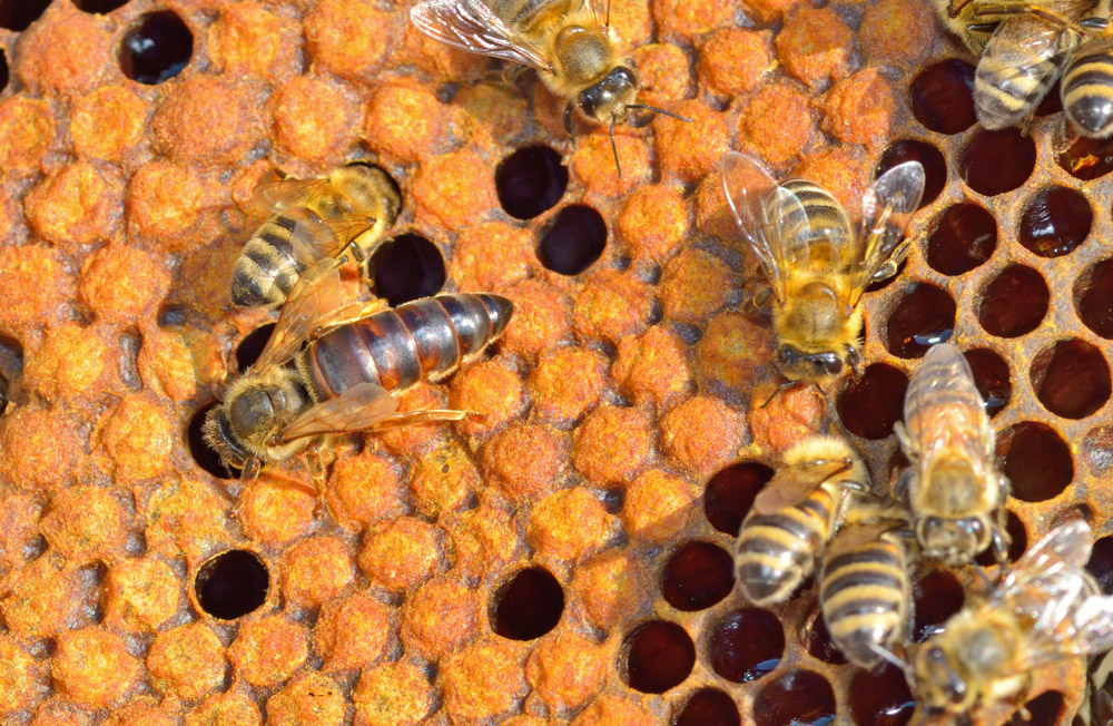 Obrázek Causes possibles du non-acceptation d'une nouvelle reine
