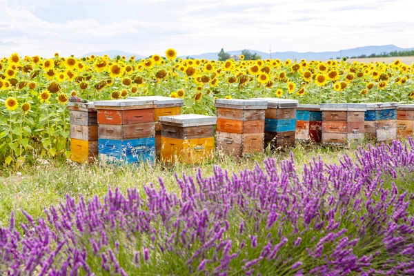 Obrázek Dans quelle ruche le monde pratique-t-il l'apiculture ?
