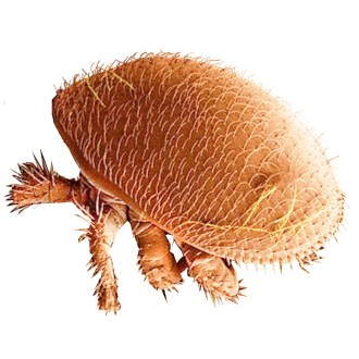 Varroose - acarien Varroa destructor