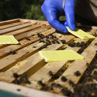 Bandelettes THYMOVAR 2 x 5 pièces