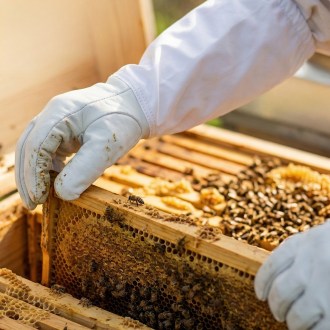 Gants d'apiculture en cuir de porc - tailles : 6-12